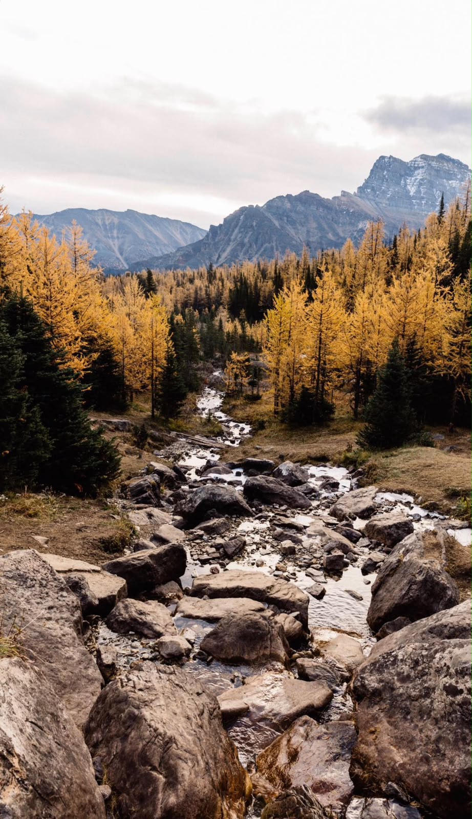 Rocky Mountain stream surrounded by golden larch trees